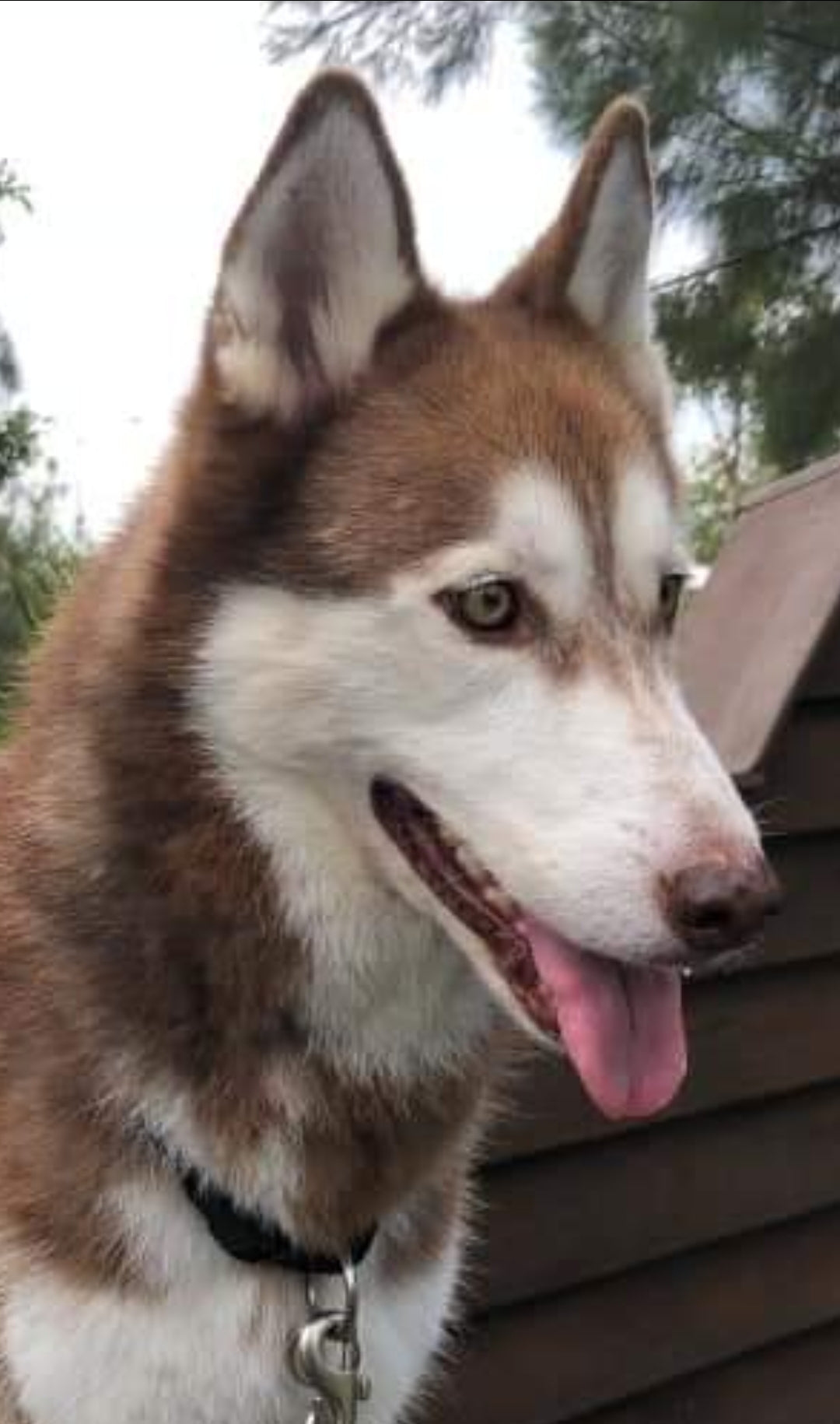 Abstract Pet Artwork