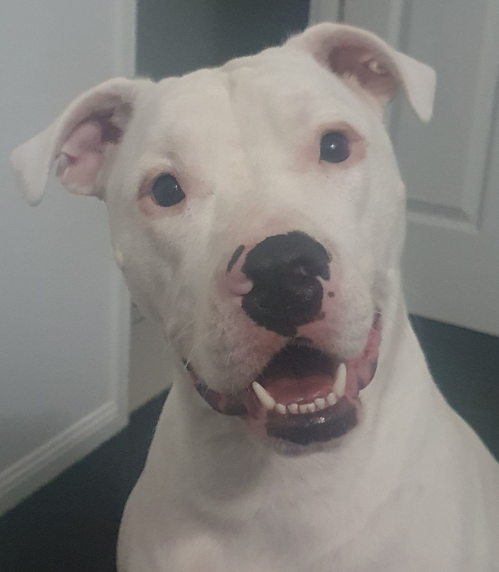 Abstract Pet Artwork