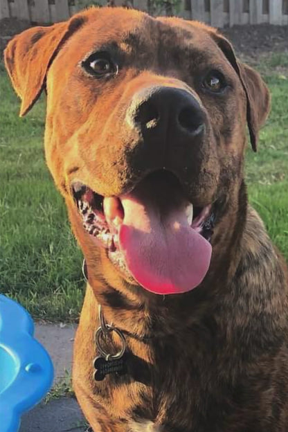 Abstract Pet Artwork